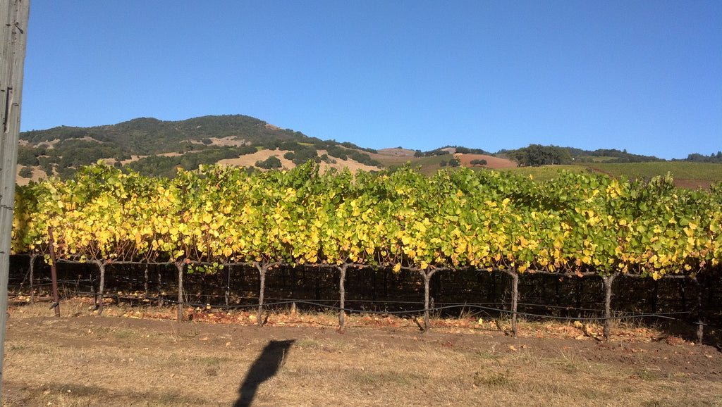 Buying Wine in a Chain Store: 4 Things to Think About
