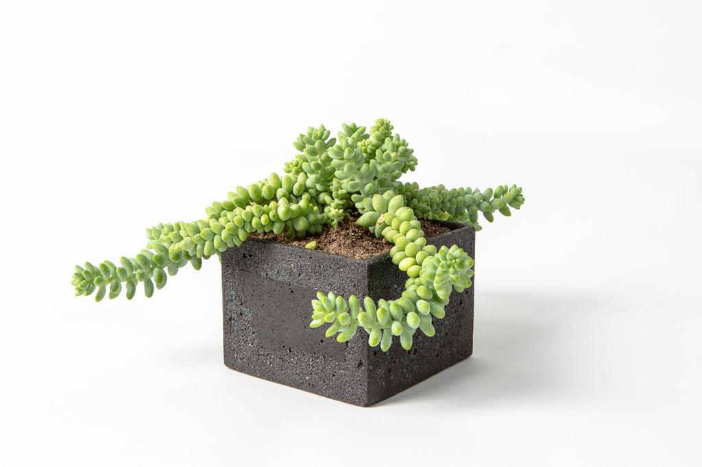 Introducing . . . Angle 33 Planters!