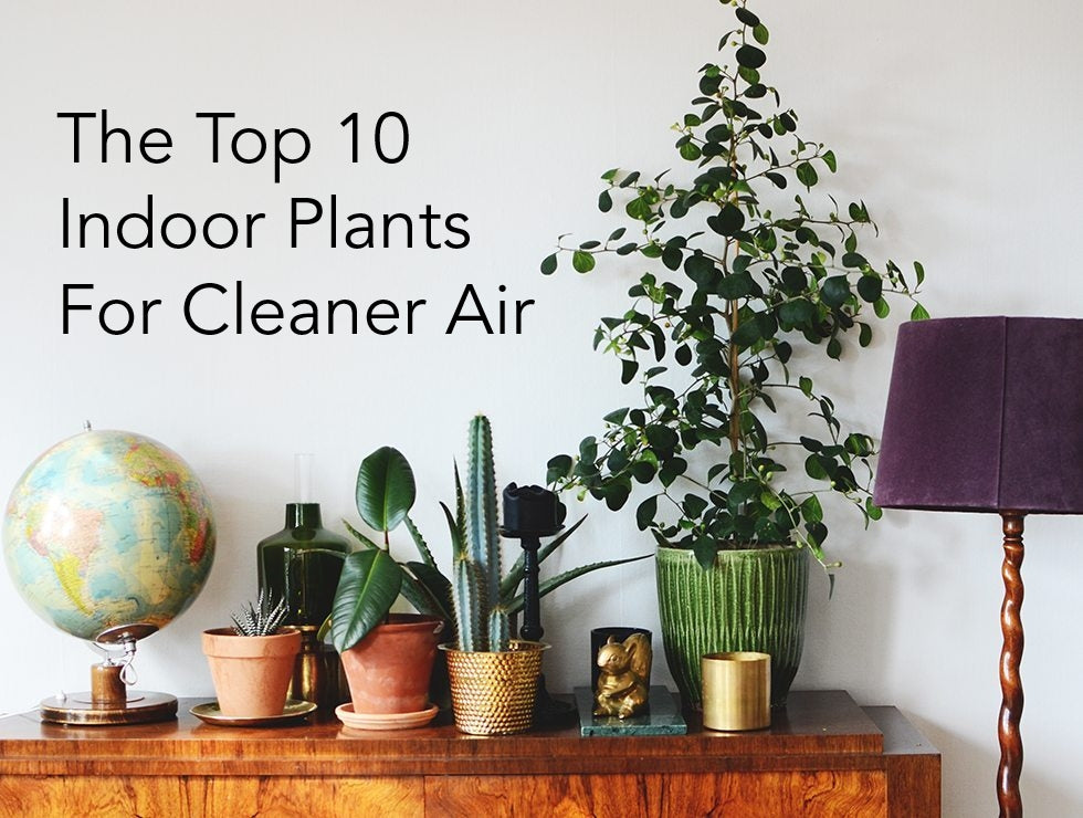 Best Indoor Plants for Clean Air (And How to Manage Them)